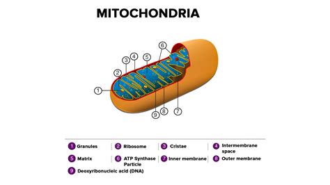 how are chloroplasts similar to mitochondria